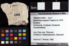 Foto (Objket + Etiketten) von Munitheites kuepperi (Fraaije et al., 2019) 